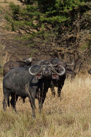 107 Tanzania, N-Serengeti, buffels.jpg